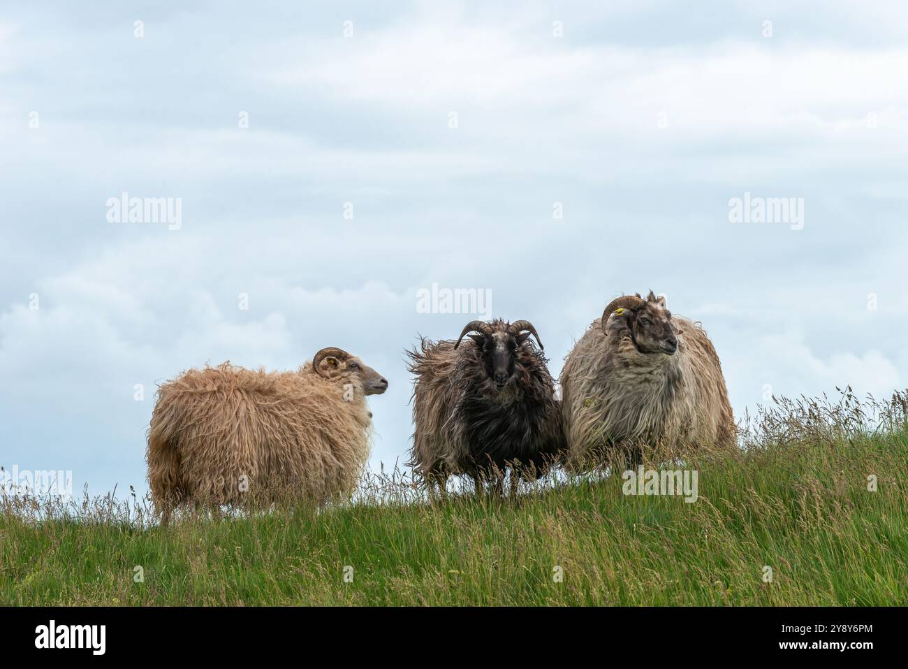 Pecore dalle corna bianche (probabilmente) nelle acque d’altura dell’isola di Helgoland, del Mare del Nord, dello Schleswig-Holstein, del distretto di Pinneberg, Germania del Nord, Europa centrale Foto Stock