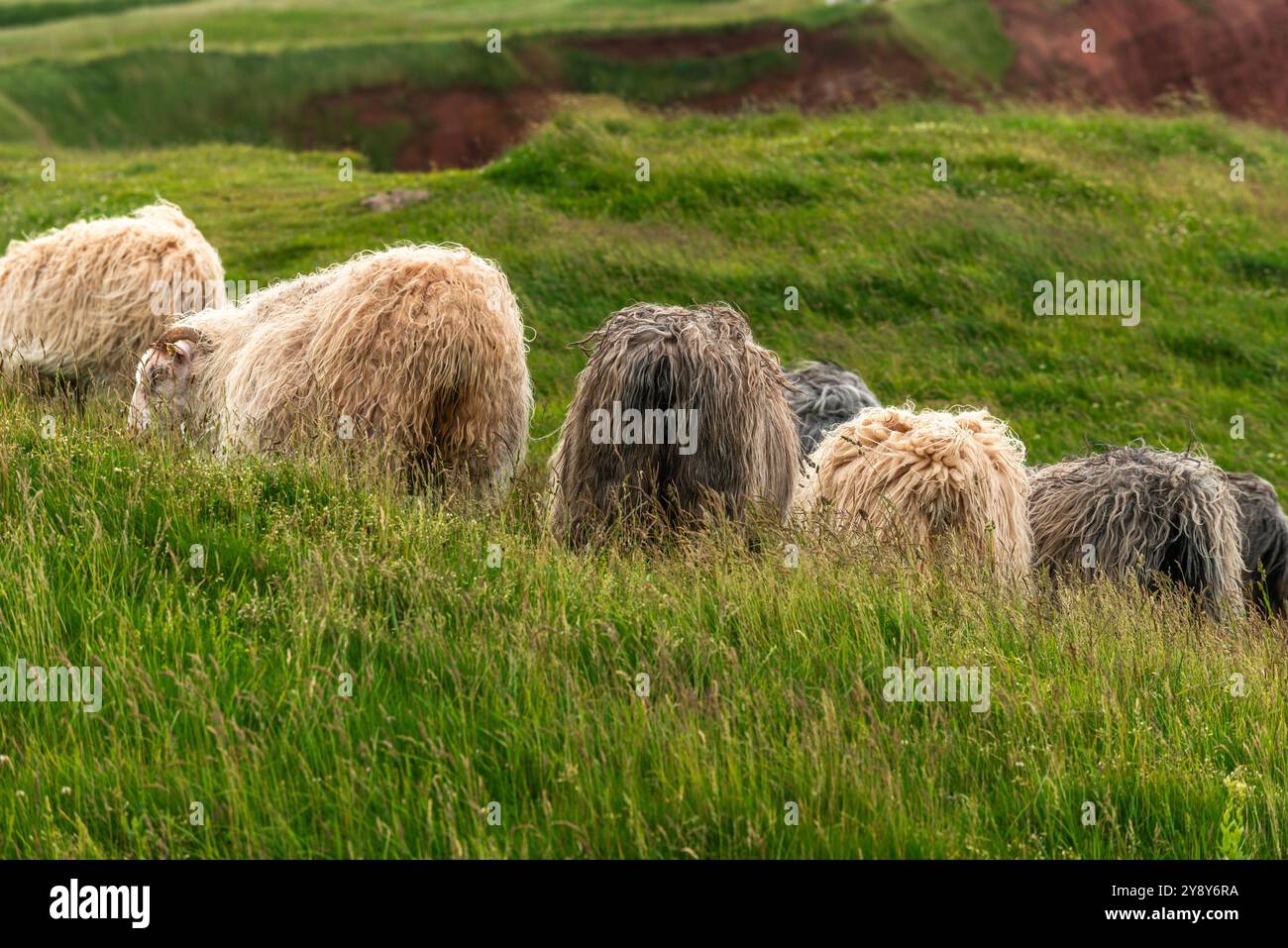 Pecore dalle corna bianche (probabilmente) nelle acque d’altura dell’isola di Helgoland, del Mare del Nord, dello Schleswig-Holstein, del distretto di Pinneberg, Germania del Nord, Europa centrale Foto Stock