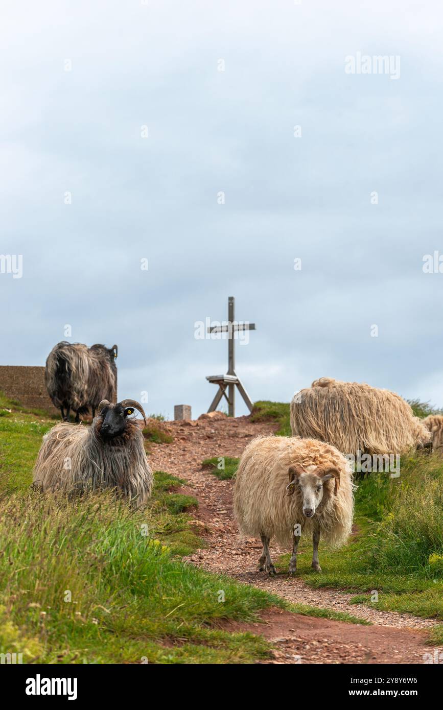 Pecore dalle corna bianche (probabilmente) nelle acque d’altura dell’isola di Helgoland, del Mare del Nord, dello Schleswig-Holstein, del distretto di Pinneberg, Germania del Nord, Europa centrale Foto Stock
