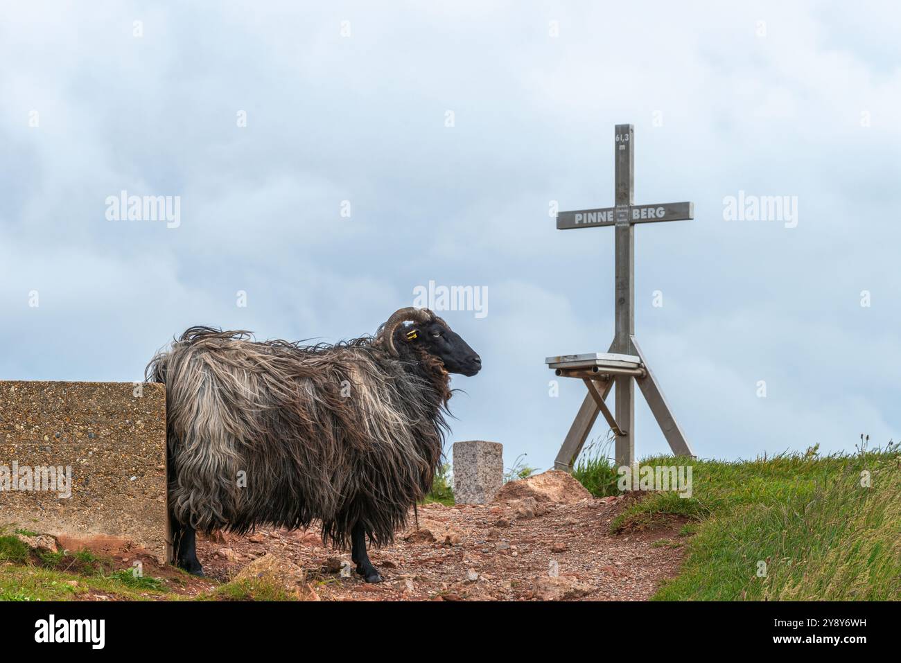 Pecore dalle corna bianche (probabilmente) nelle acque d’altura dell’isola di Helgoland, del Mare del Nord, dello Schleswig-Holstein, del distretto di Pinneberg, Germania del Nord, Europa centrale Foto Stock