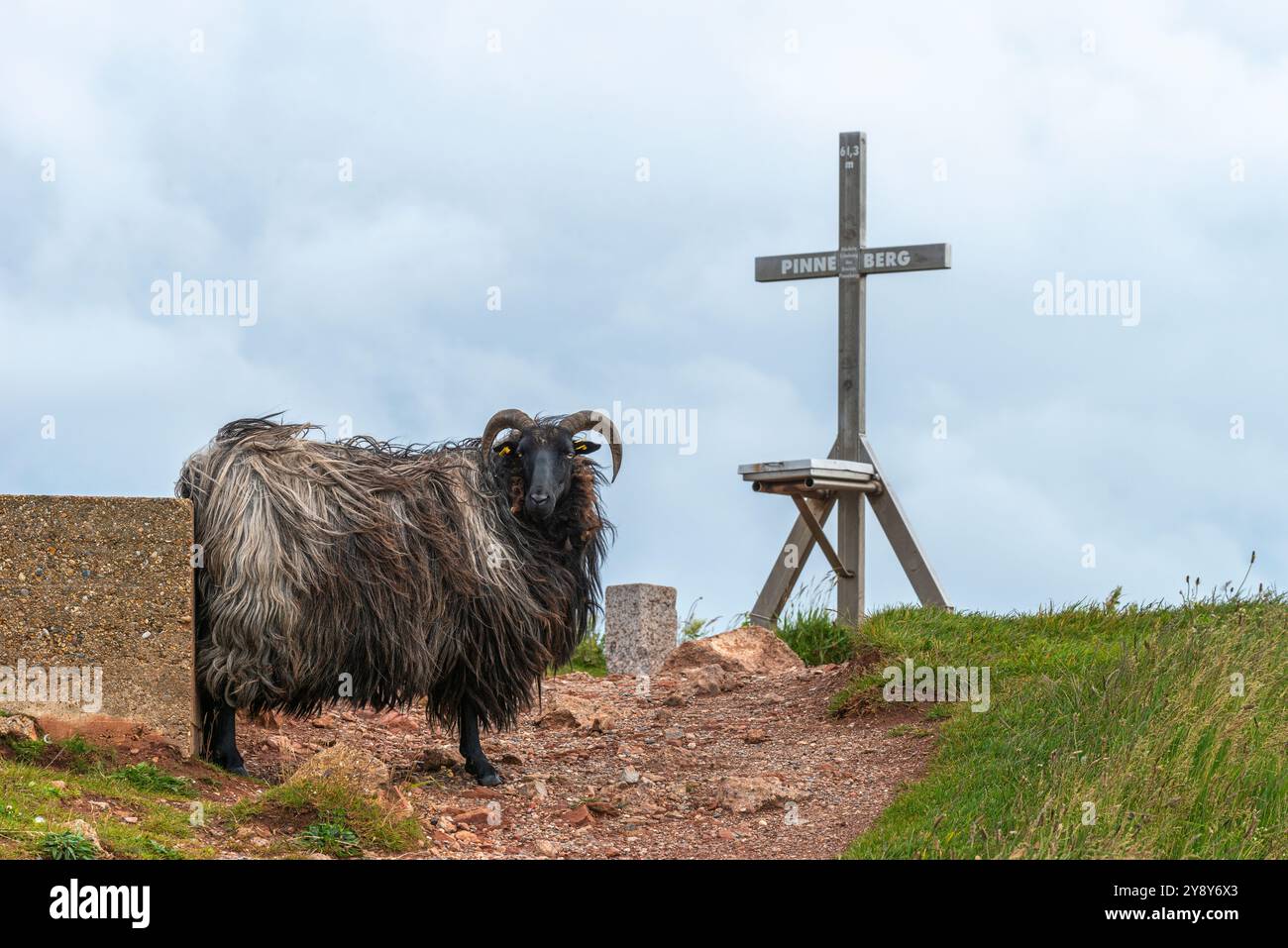 Pecore dalle corna bianche (probabilmente) nelle acque d’altura dell’isola di Helgoland, del Mare del Nord, dello Schleswig-Holstein, del distretto di Pinneberg, Germania del Nord, Europa centrale Foto Stock