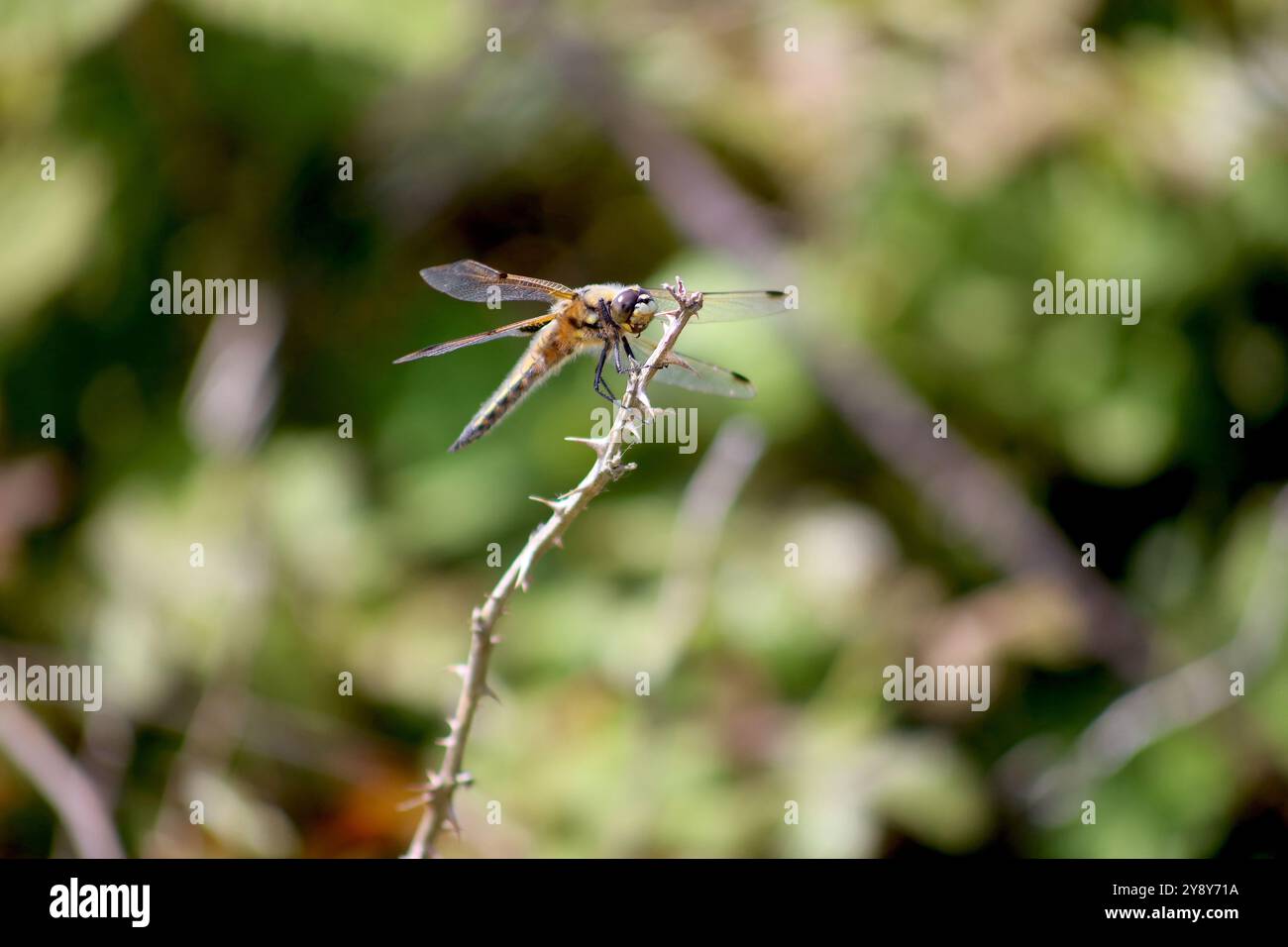 Dragonfly. Inseguitore per i corpi larghi. Cornovaglia n. 2 Foto Stock