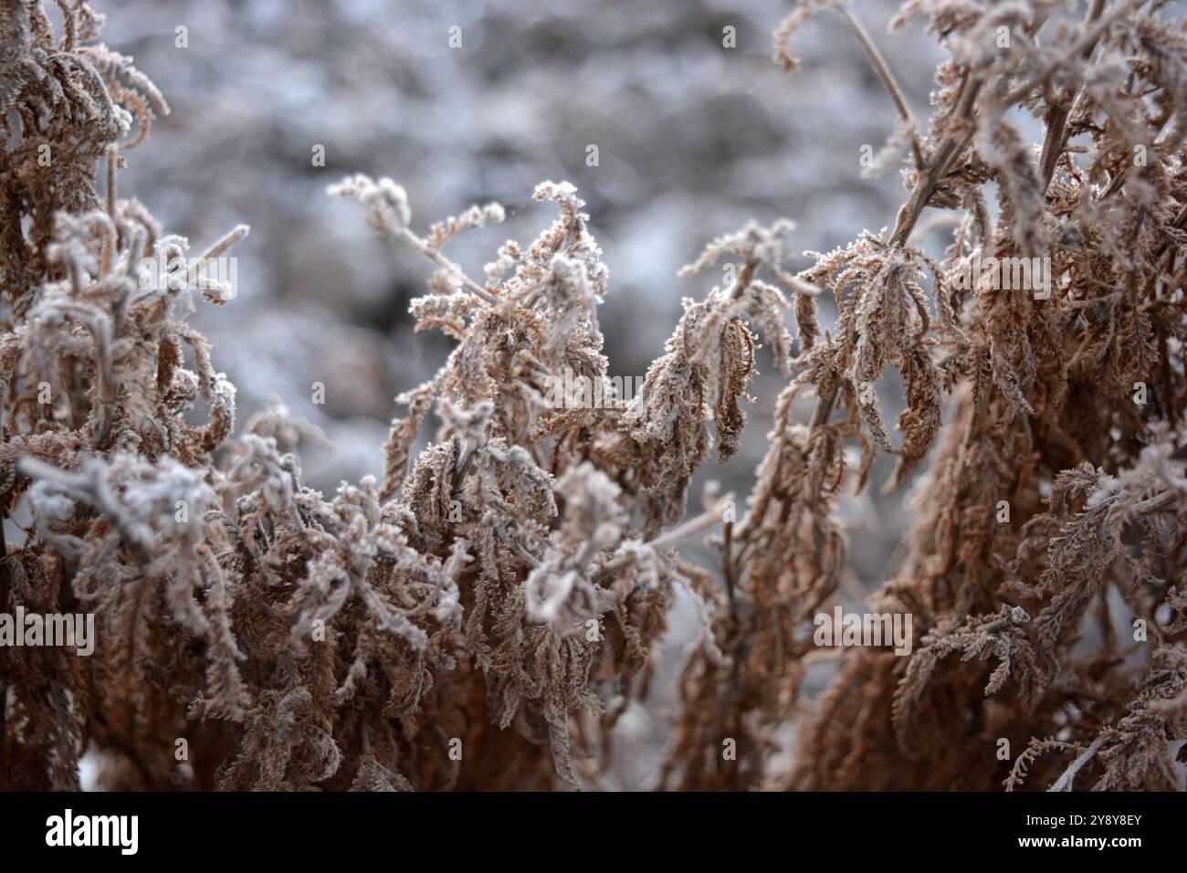 Bella e luminosa natura d'autunno e d'inverno, piante. Brina bianca su erba, fiori, cespugli di fiori, arbusti, aiuole di fiori all'aperto. Foto Stock