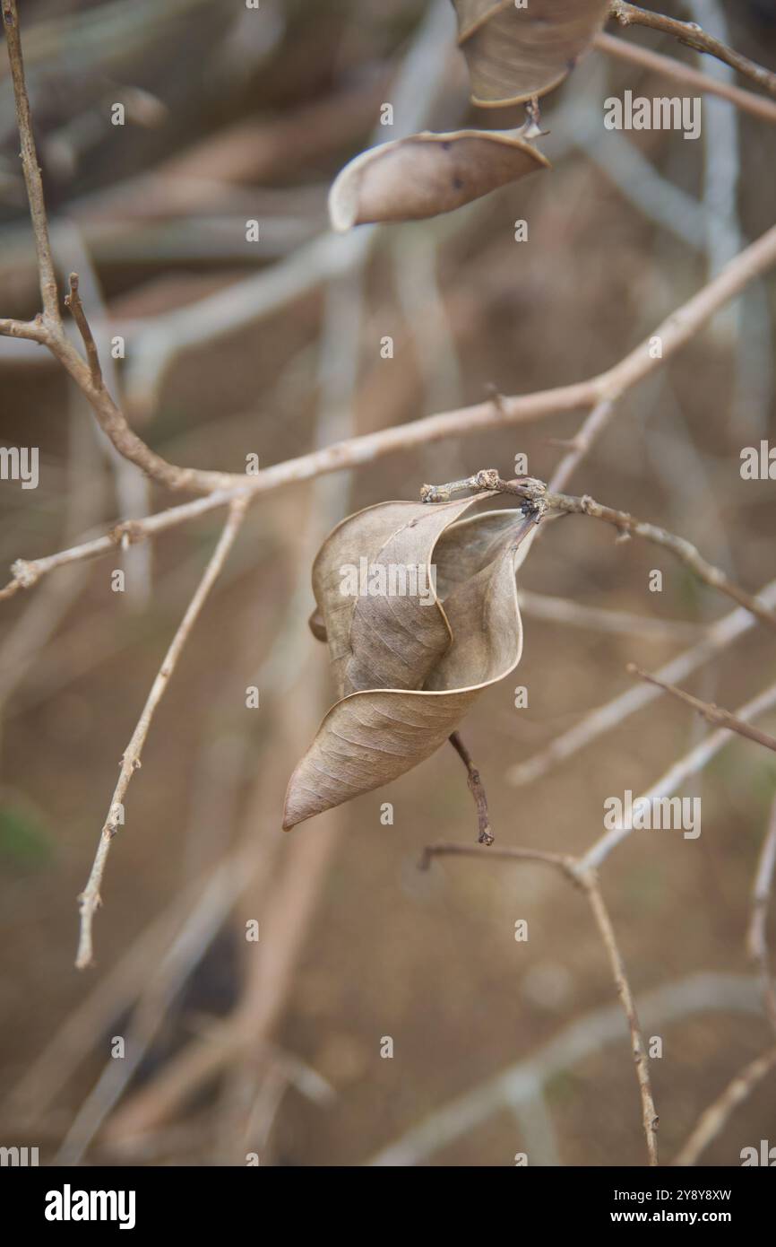 primo piano di foglie secche scolorite e disidratate sul ramo dell'albero a causa della siccità mancanza di acqua, messa a fuoco morbida con sfondo sfocato e spazio di copia Foto Stock