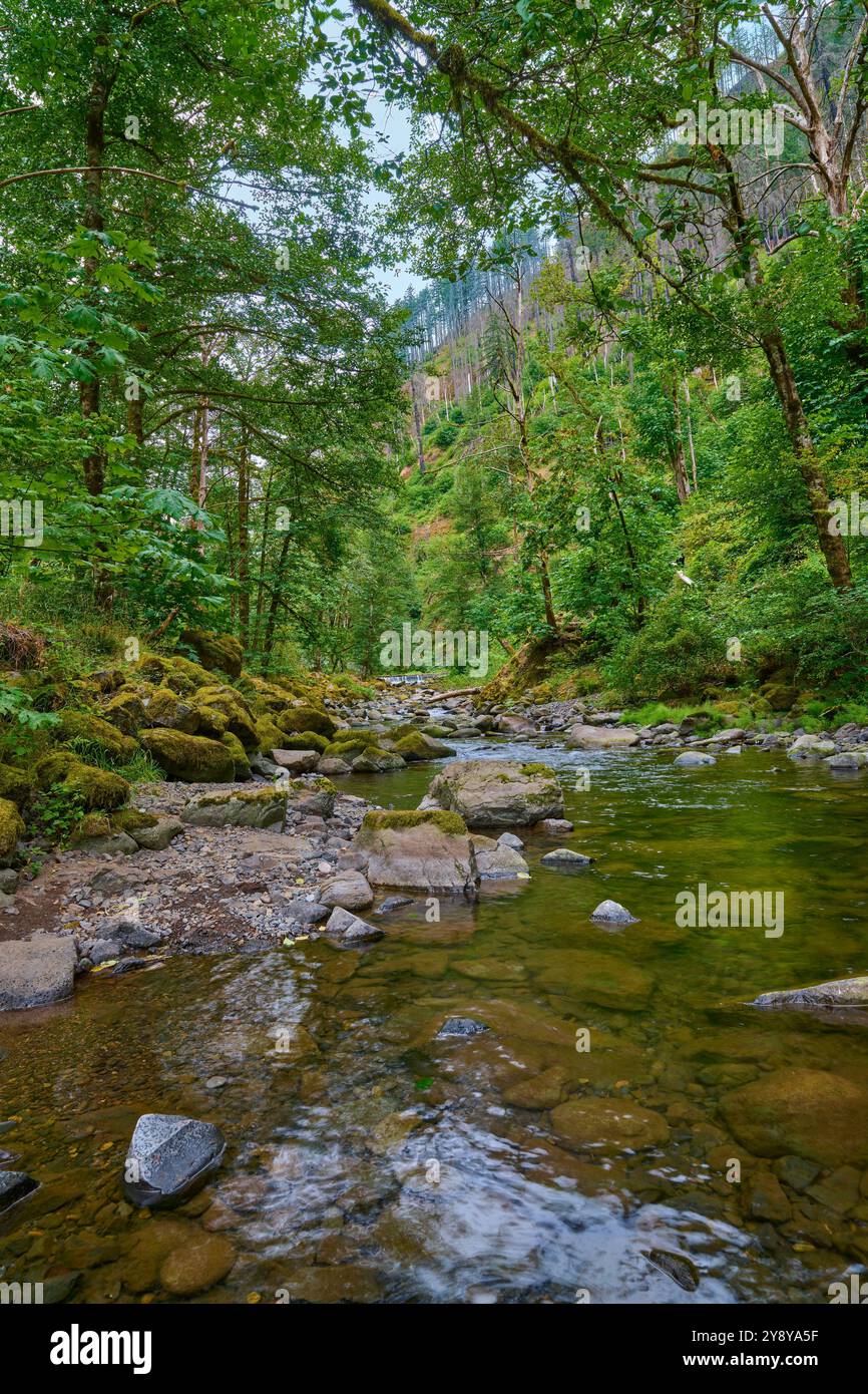 Tanner Creek presso il Wahclella Falls Trail nella gola del fiume Columbia in Oregon. Foto Stock