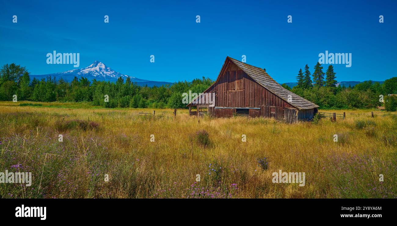 Vecchio fienile in un campo con il Monte Hood in lontananza. Foto Stock