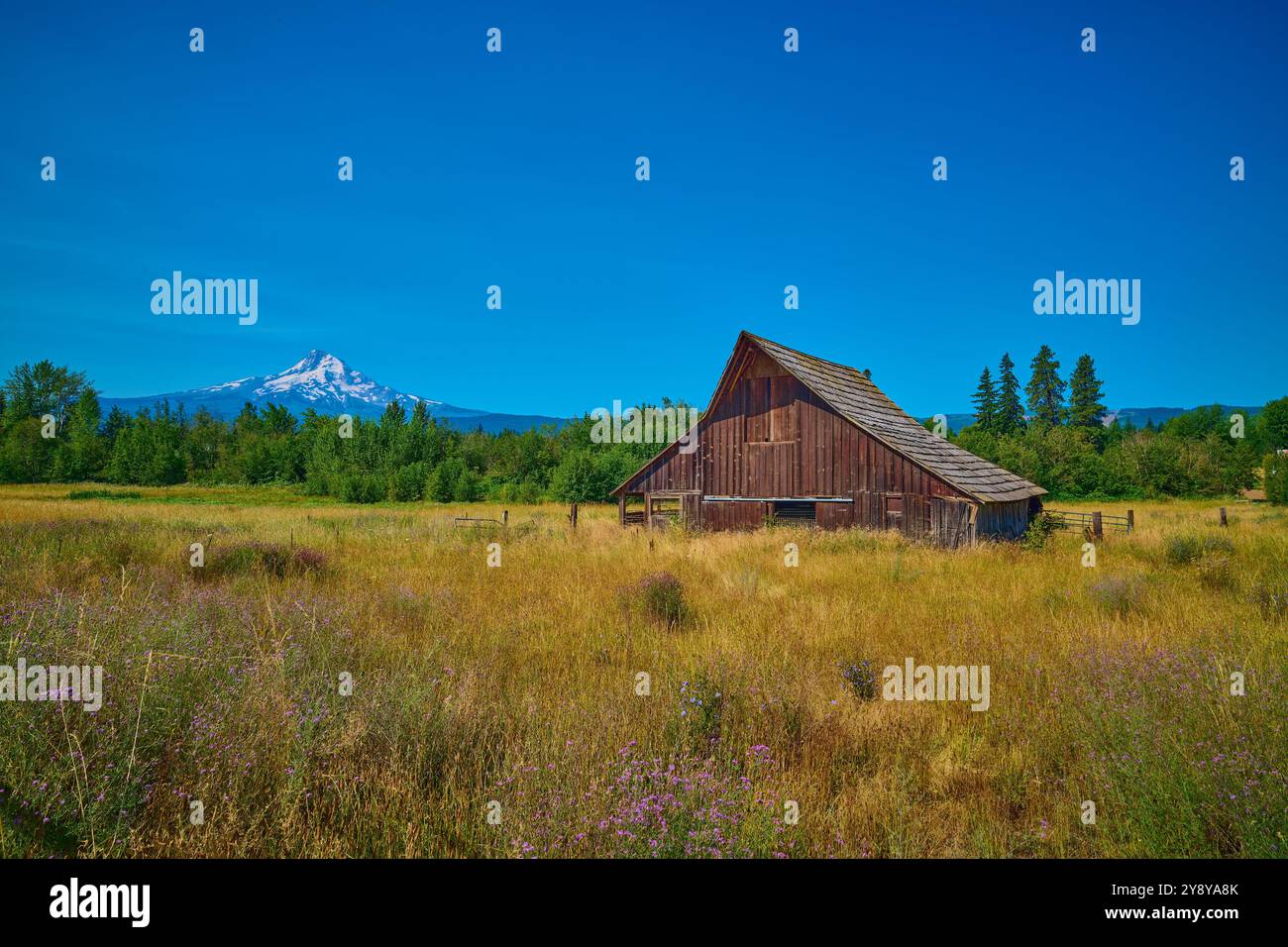 Vecchio fienile in un campo con il Monte Hood in lontananza. Foto Stock