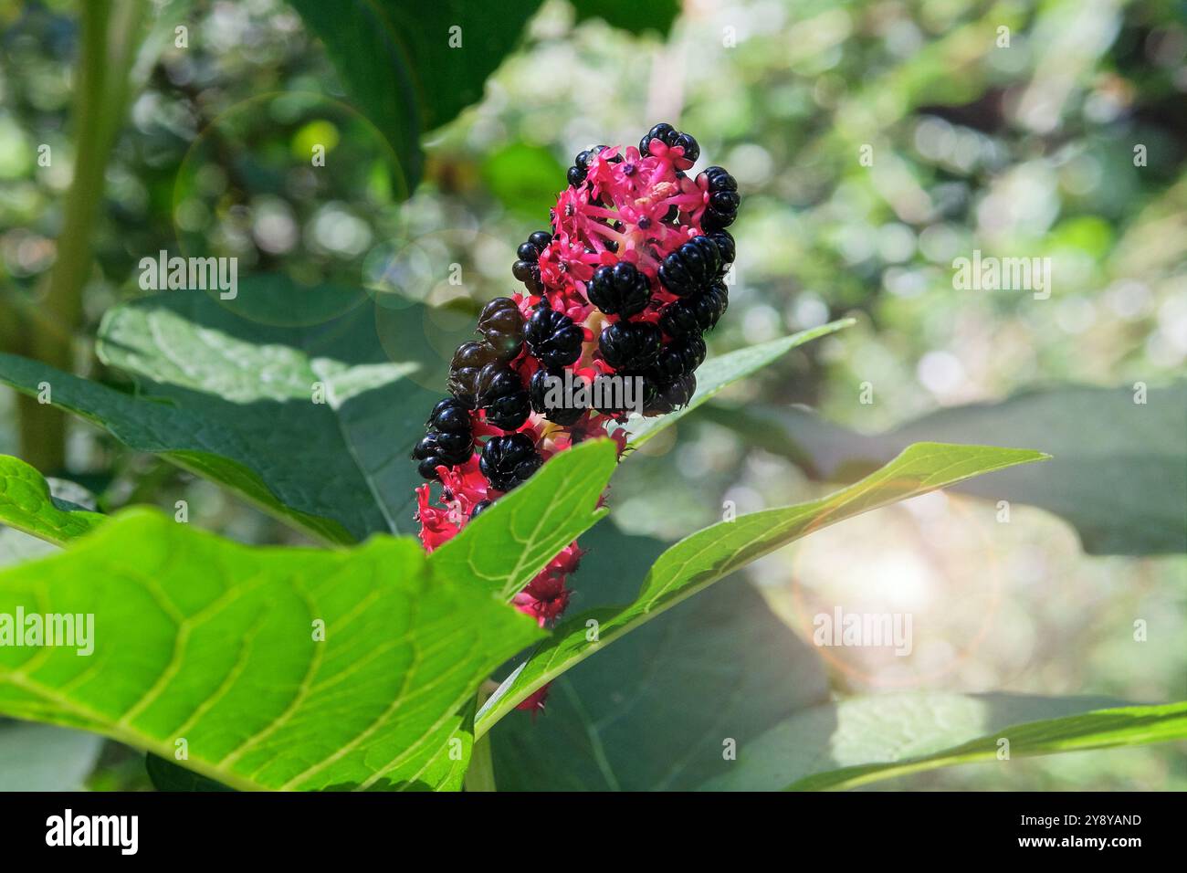 I fiori di Phytolacca acinosa crescono nel prato. Giardino di campagna. Sfondo floreale brillante. Fiori in fiore. Foto Stock