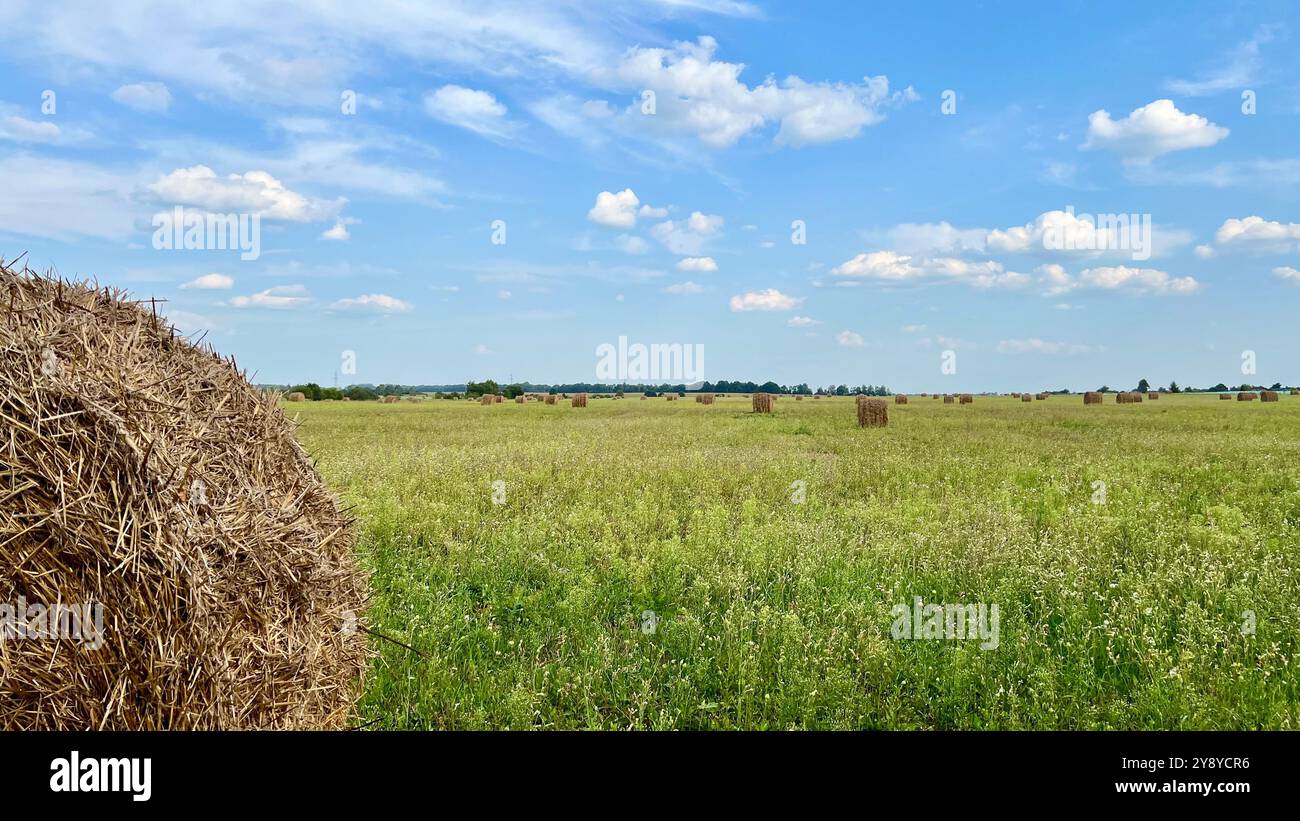 Un frammento di un pagliaio sullo sfondo di un campo e di altri pagliacci. Haystacks sul campo dopo la raccolta. Festival del raccolto - Immagine stock catturata con smartphone