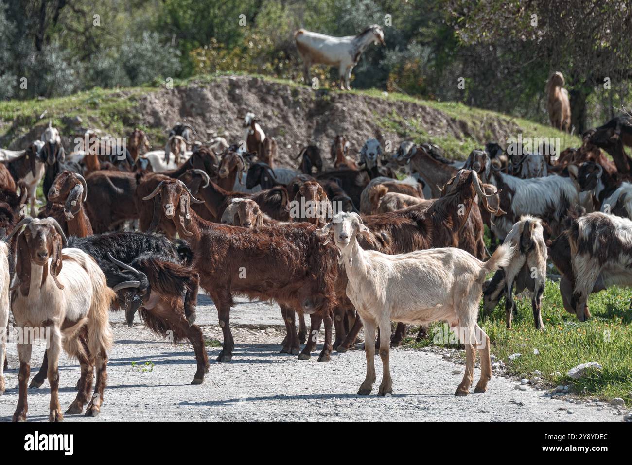 Una mandria di capre si trova su una strada rurale e pascola nell'erba verde in una giornata di primavera assolata vicino al villaggio abbandonato di Maronas, nel distretto di Paphos, Cipro Foto Stock