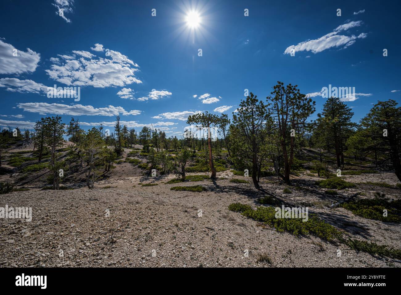Una foto ultra-ampia dei boschi nel Bryce Canyon National Park. Foto Stock