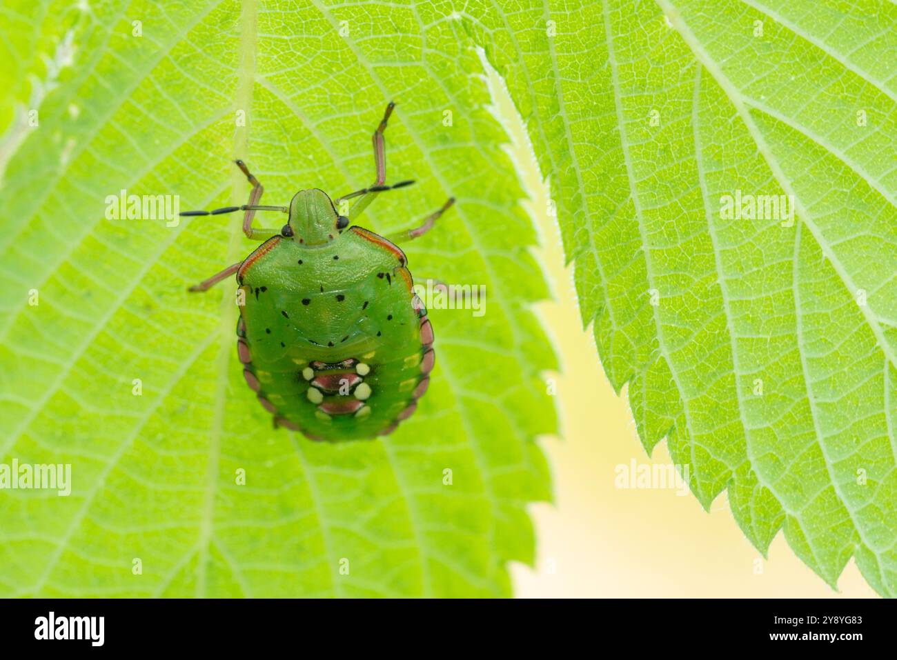 Italia, Lombardia, Parco del serio, Bug Southern Green Shield, Nezara Viridula Foto Stock