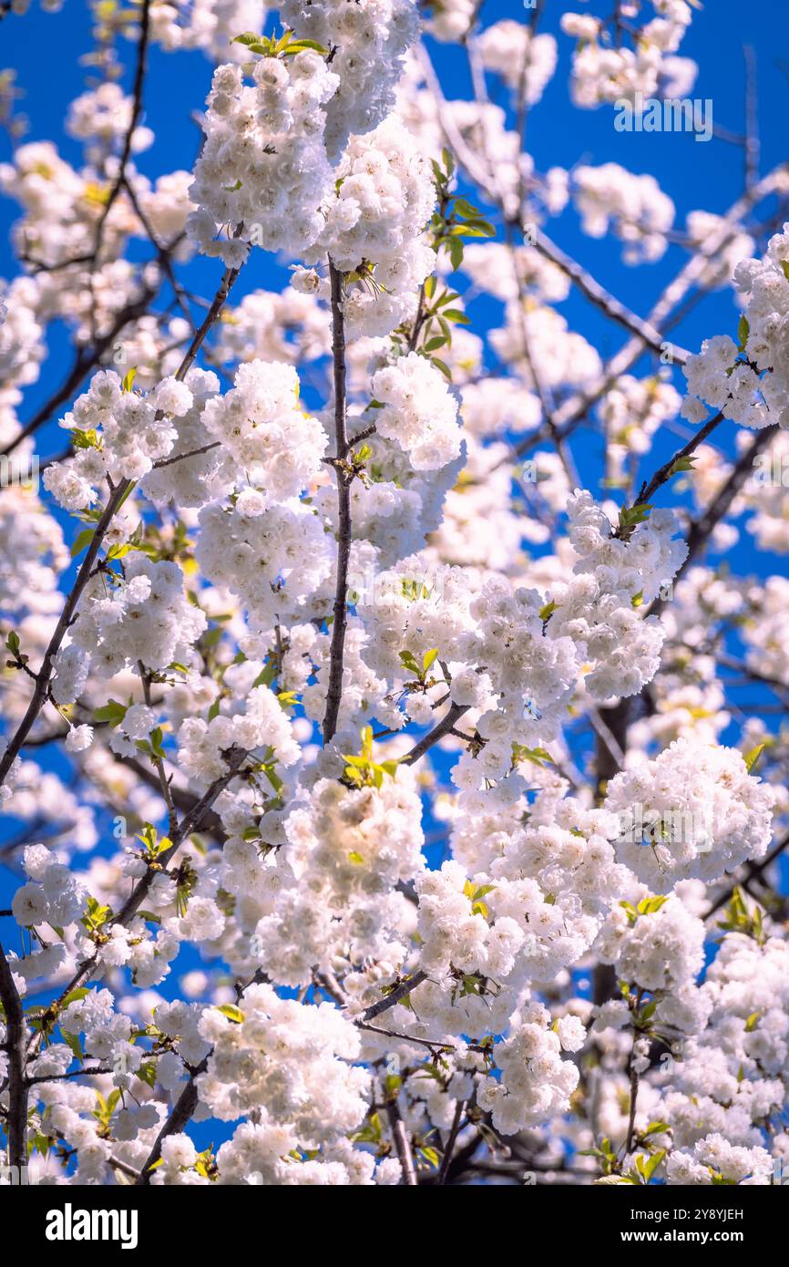 Ciliegi in fiore in primavera. Foto Stock