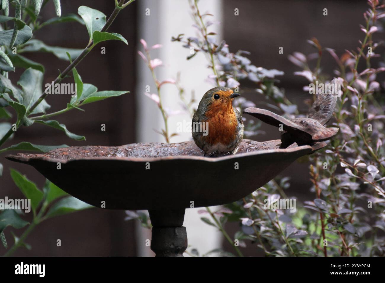 Un robin, erithacus rubecula, nel bagno degli uccelli nel giardino britannico Foto Stock