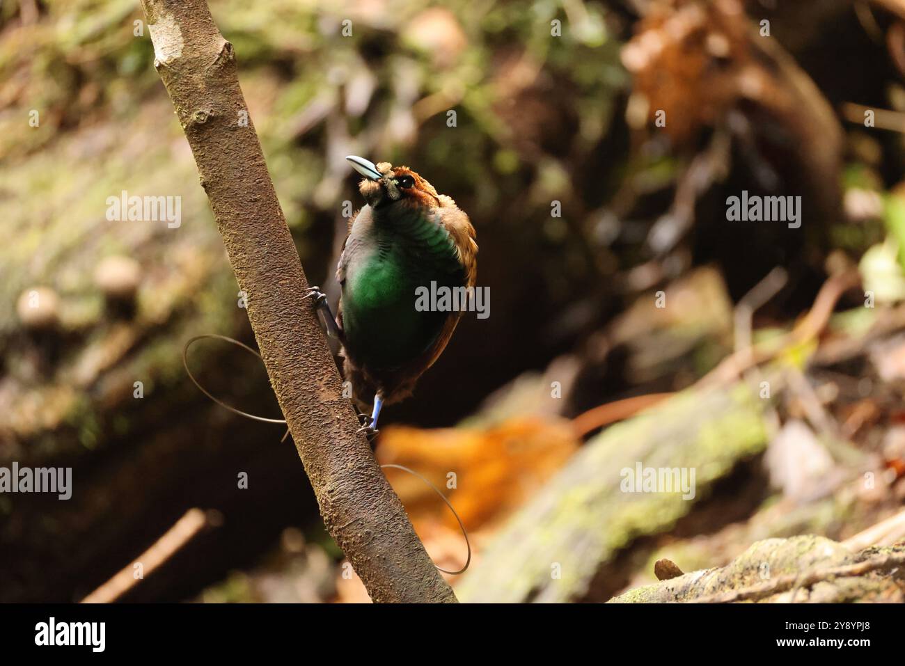 Il magnifico uccello del paradiso (Diphyllodes magnificus) è una specie di uccello del paradiso. Questa foto è stata scattata nel monte Arfak, Indonesia. Foto Stock