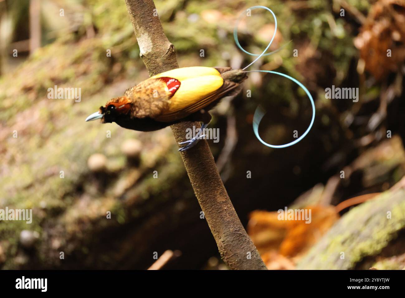 Il magnifico uccello del paradiso (Diphyllodes magnificus) è una specie di uccello del paradiso. Questa foto è stata scattata nel monte Arfak, Indonesia. Foto Stock