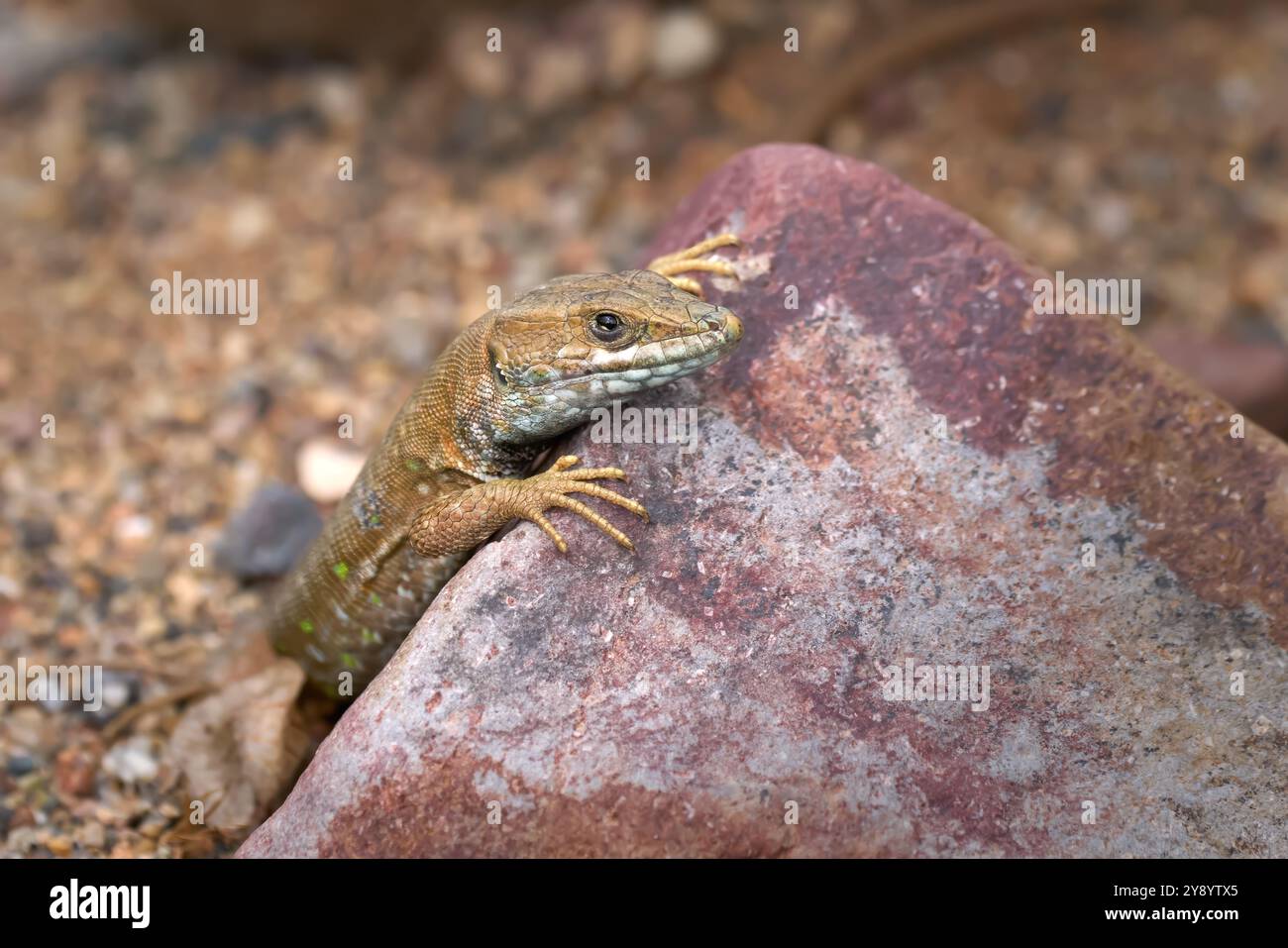 Lucertola atlantica (Gallotia atlantica) marrone con macchie verdi, che si affaccia su una pietra Foto Stock
