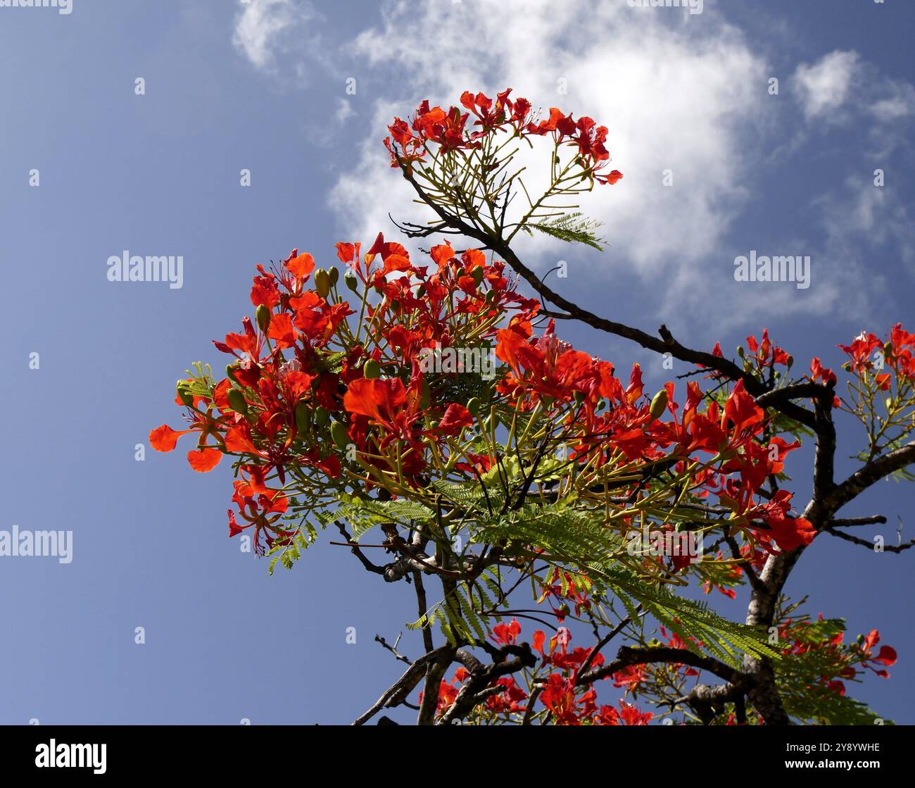 delonix regia, fiorita poinciana reale con fiori rossi e sfondo blu del cielo. Vista ad angolo ridotto dei rami di alberi fiamma in fiore Foto Stock