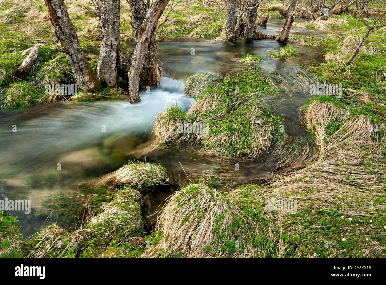 L'acqua dolce scorre attraverso erbe verdeggianti e tronchi d'albero, creando un'atmosfera tranquilla in un'area boschiva in primavera. Foto Stock