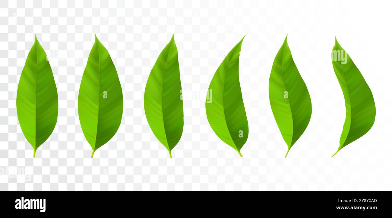 Foglia verde isolata. Foglie vettoriali 3D realistiche di forme diverse per motivi e decorazioni. Illustrazione Vettoriale