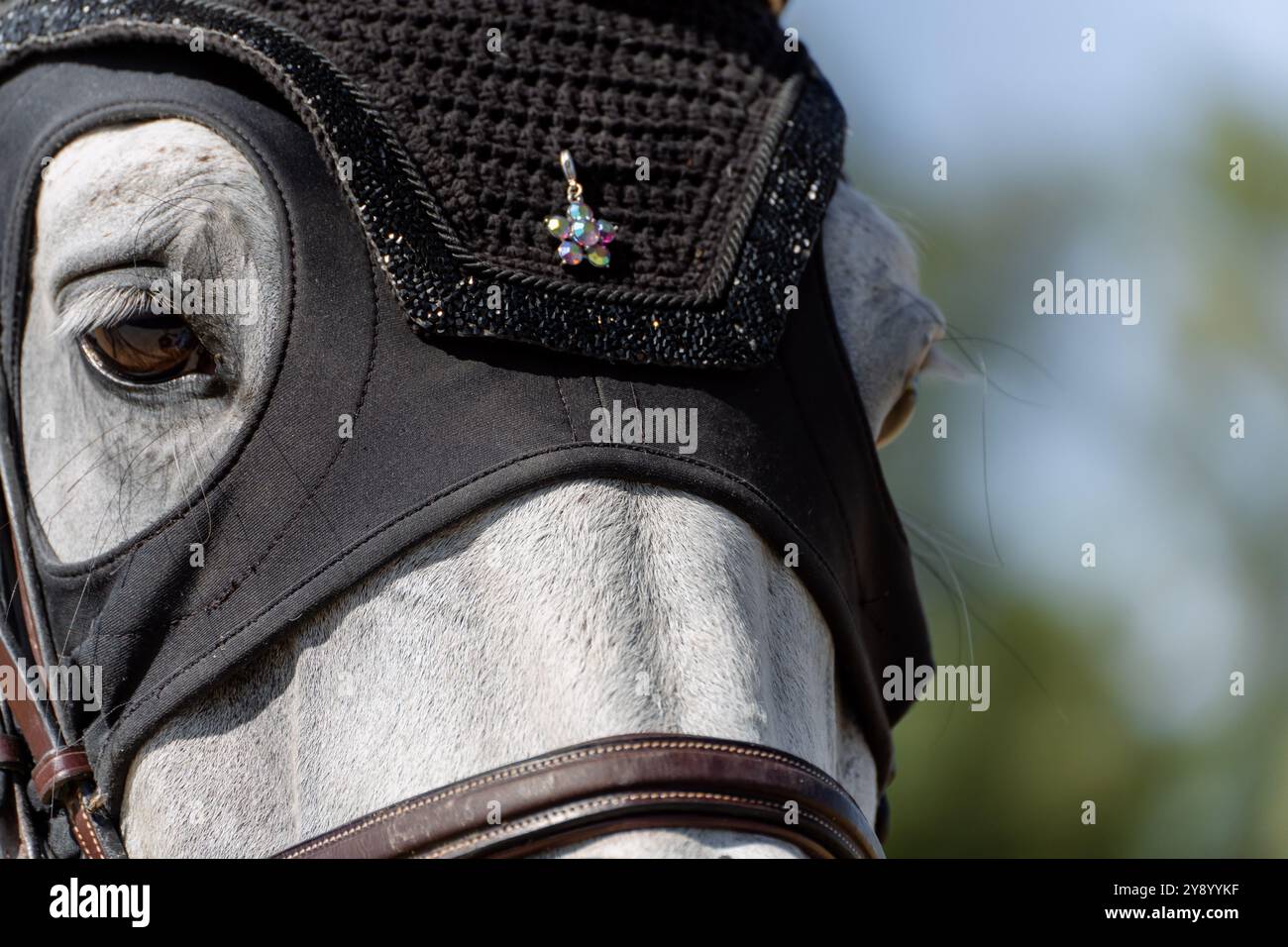 Cavallo da competizione grigio che salta con maschera e ornamenti di cristallo sulla fronte Foto Stock