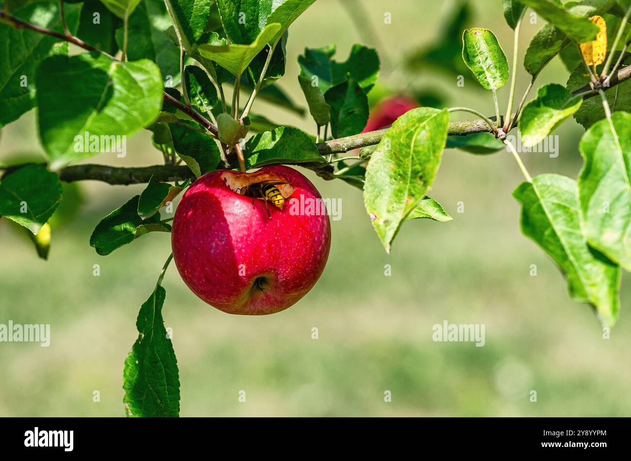 Amalgamare la mela rossa con foglie verdi. Simbolismo. Apple è appesa alla filiale. WASP mangia frutta rossa sull'albero Foto Stock