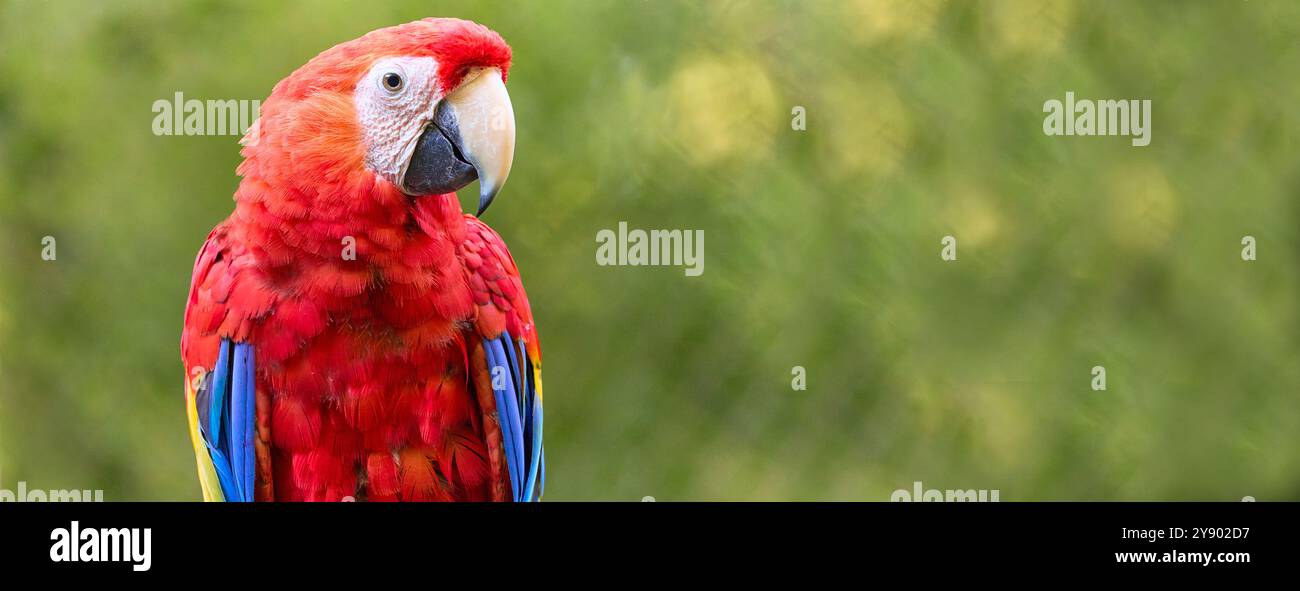 Un pappagallo ara al brunch con sfondo verde. Foto con emozione positiva. Può essere utilizzato come potrait per avverb in zoo, negozio di animali, protetto e altro ancora. T Foto Stock