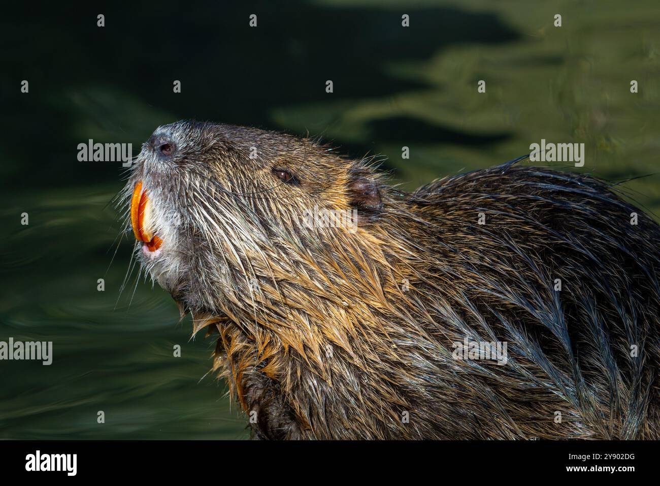 Coypu / nutria (Myocastor coypus) Ritratto ravvicinato che mostra grandi incisivi giallo-arancio brillante, roditore invasivo in Europa, originario del Sud America Foto Stock