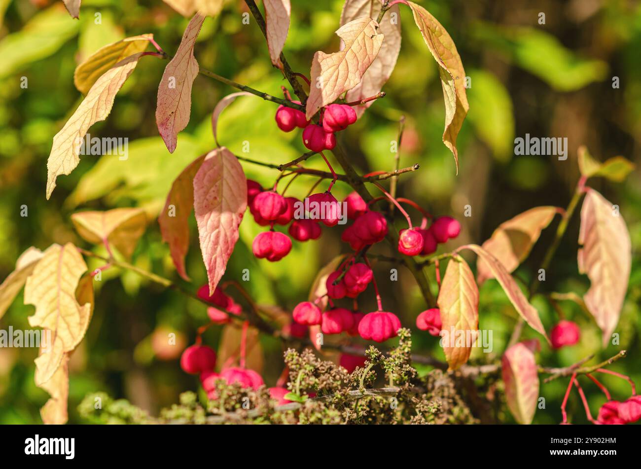 Euonymus europaeus frutti di maturazione capsulari a mandrino comune, colori rosa. Foglie colorate autunnali Foto Stock