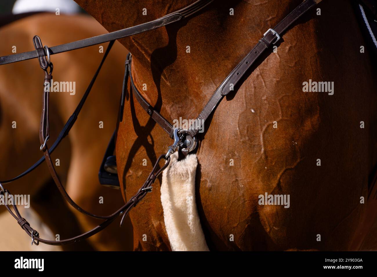 Primo piano su petto, muscoli e vene di un cavallo sudato dopo una gara di salto di qualità Foto Stock