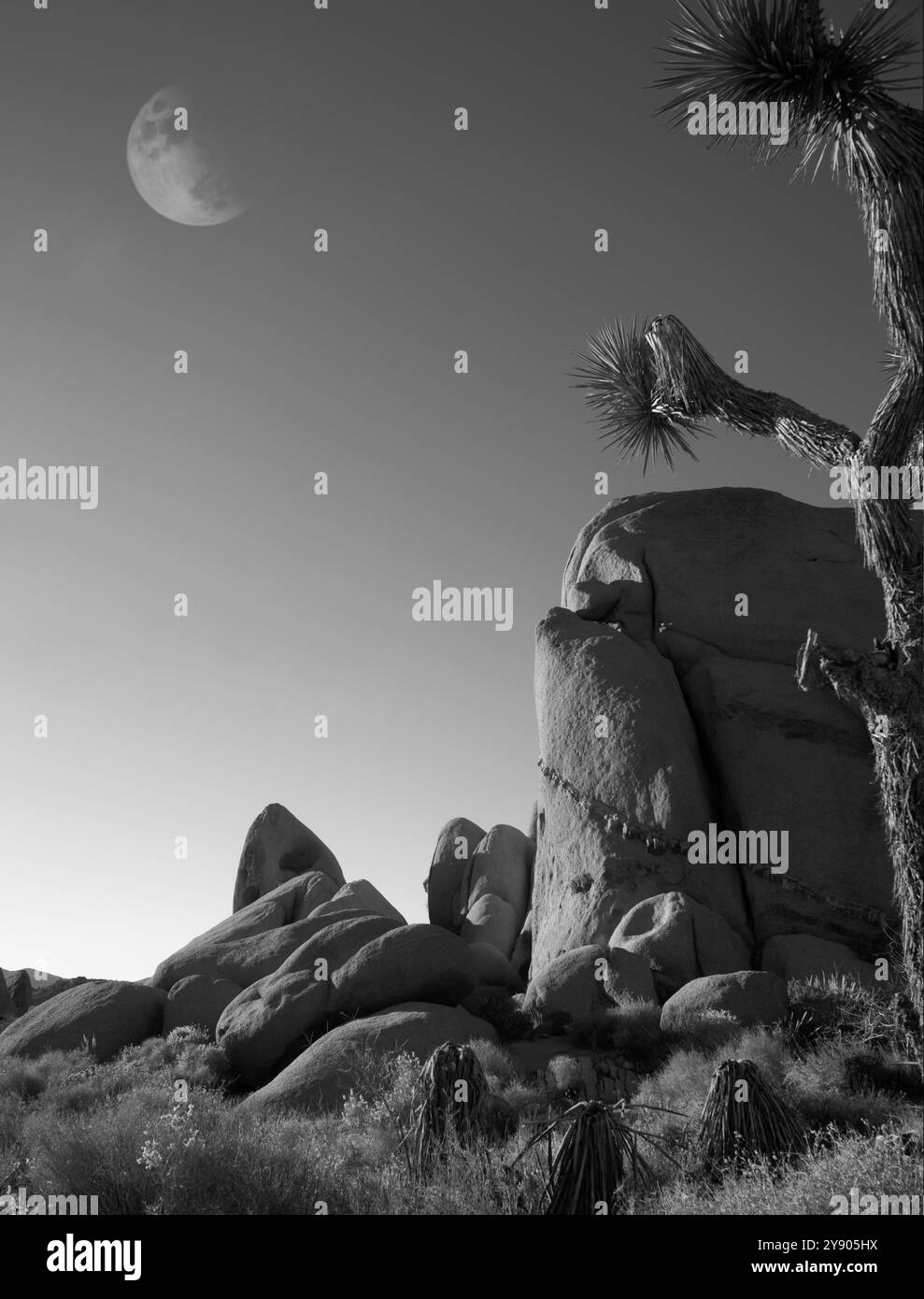 Boulder con luna nel Joshua Tree National Park Foto Stock