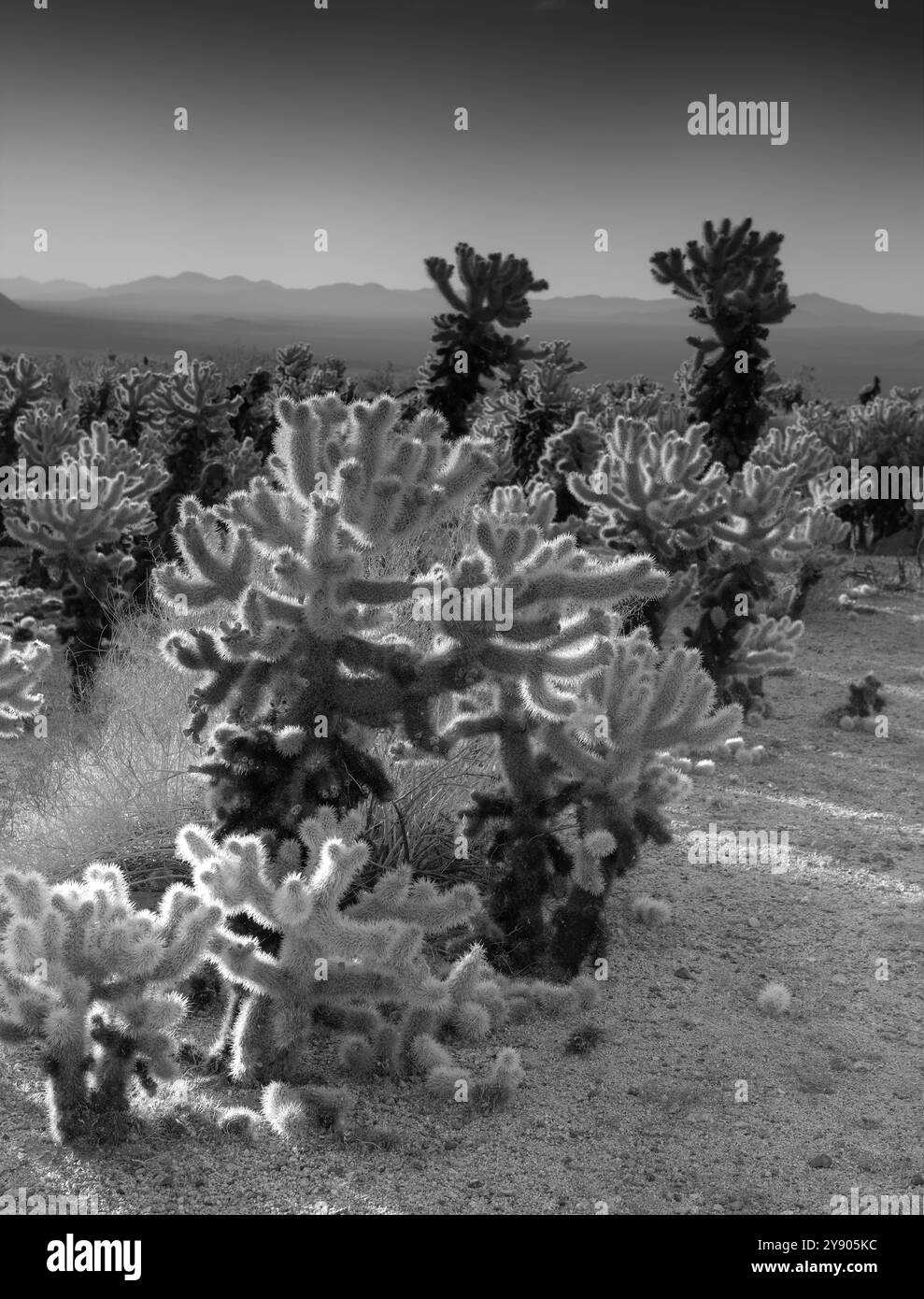 Giardino di cactus nel parco nazionale di Joshua Tree Foto Stock