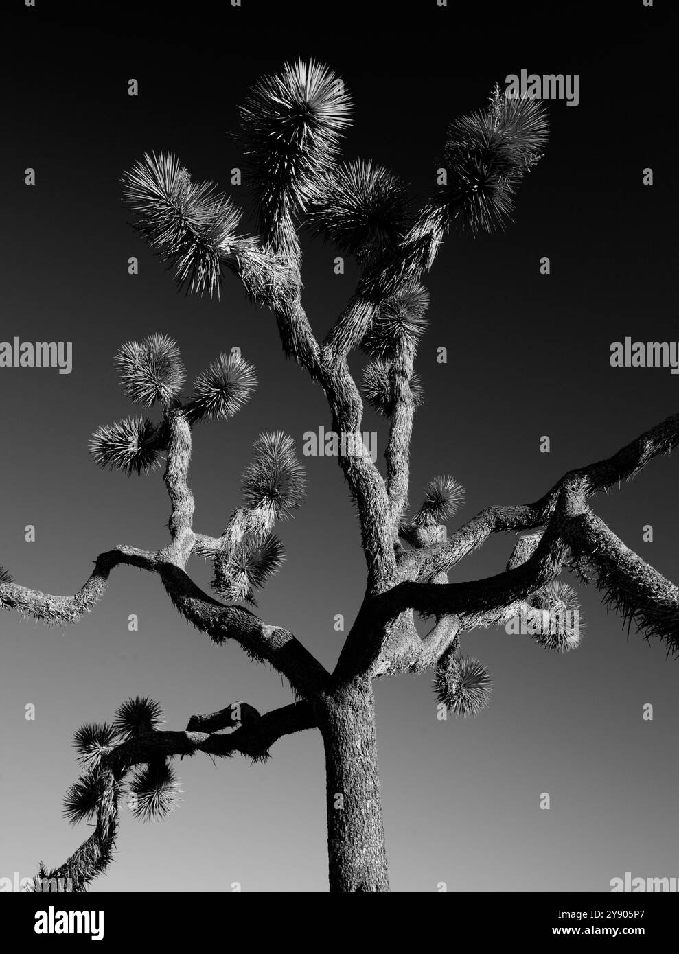 Joshua albero e cielo Foto Stock
