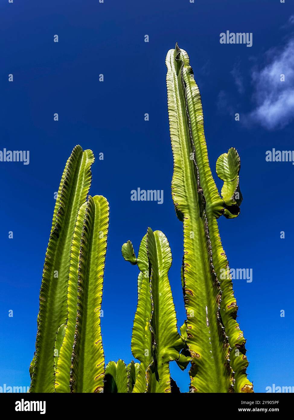 Cactus. Cactus Mandacaru isolato contro il cielo blu. Foto Stock