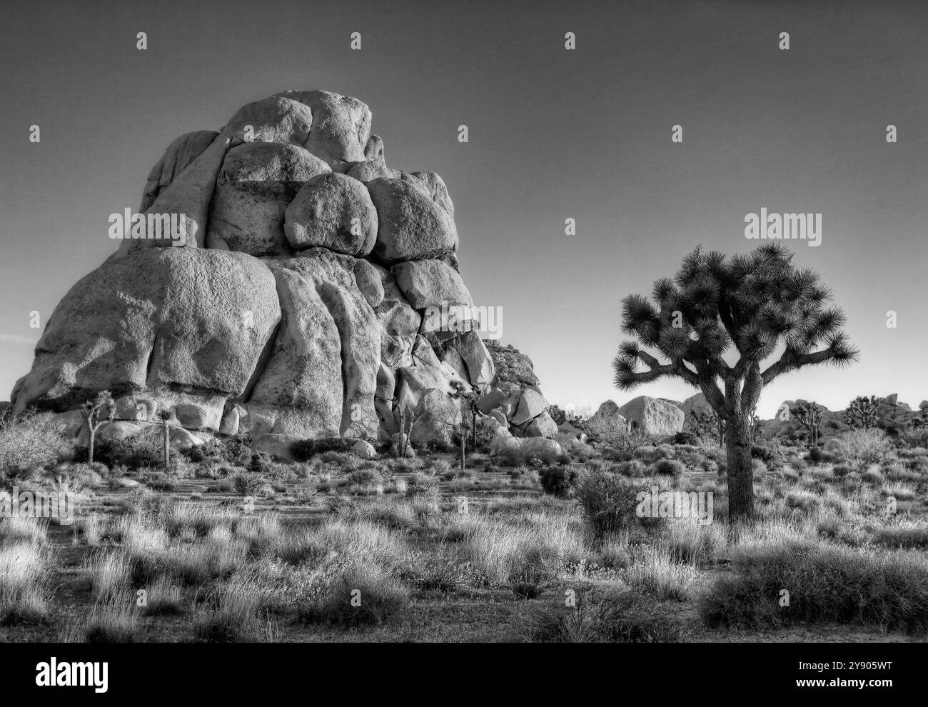 Tumulo roccioso con l'unico albero di Joshua Foto Stock