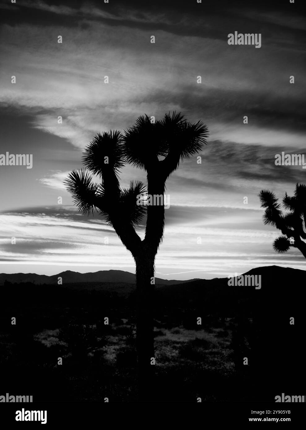 Bianco e nero di Joshua Tree al tramonto Foto Stock