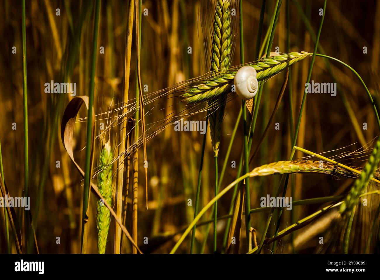 Il grano Enkir è il più antico cereale conosciuto al mondo, coltivato in Mesopotamia. Foto Stock