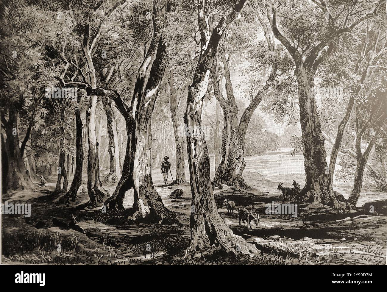 Una vista del tardo XIX secolo su un uliveto italiano vicino al Lago di Garda. Con un pastore che cura il suo gregge--veduta di un uliveto italiano nei pressi del lago di Garda, risalente alla fine del XIX secolo, con un pastore che si prende cura del suo gregge. Foto Stock