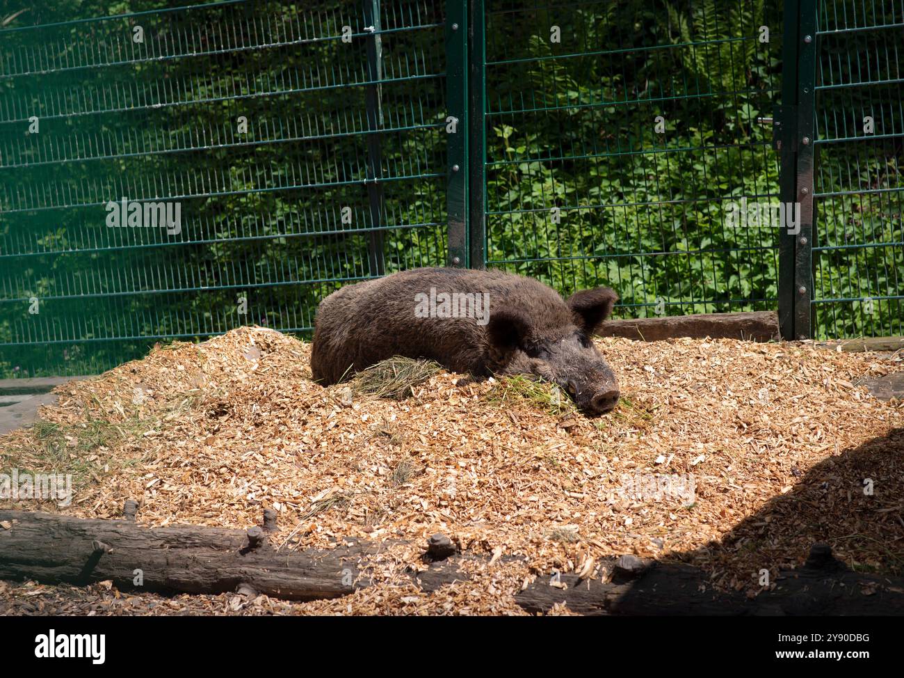 Un cinghiale che dorme tranquillamente su una segatura di legno fresca accanto a un vecchio tronco di albero, adagiato su un rustico fienile di metallo verde e su un lussureggiante sfondo di foresta verde. Foto Stock