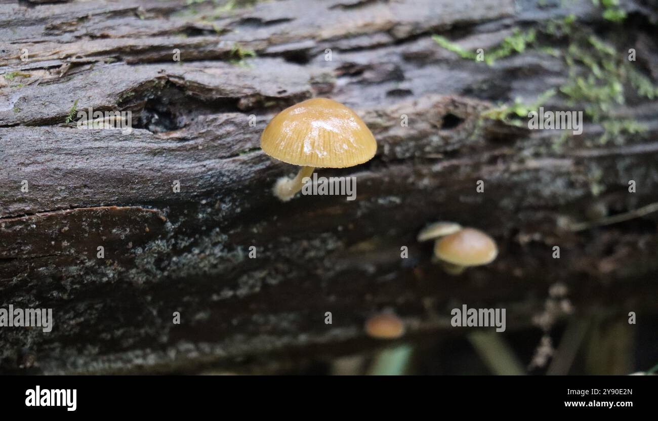 Cofano gamba gialla che fuoriesce dal bagagliaio Foto Stock