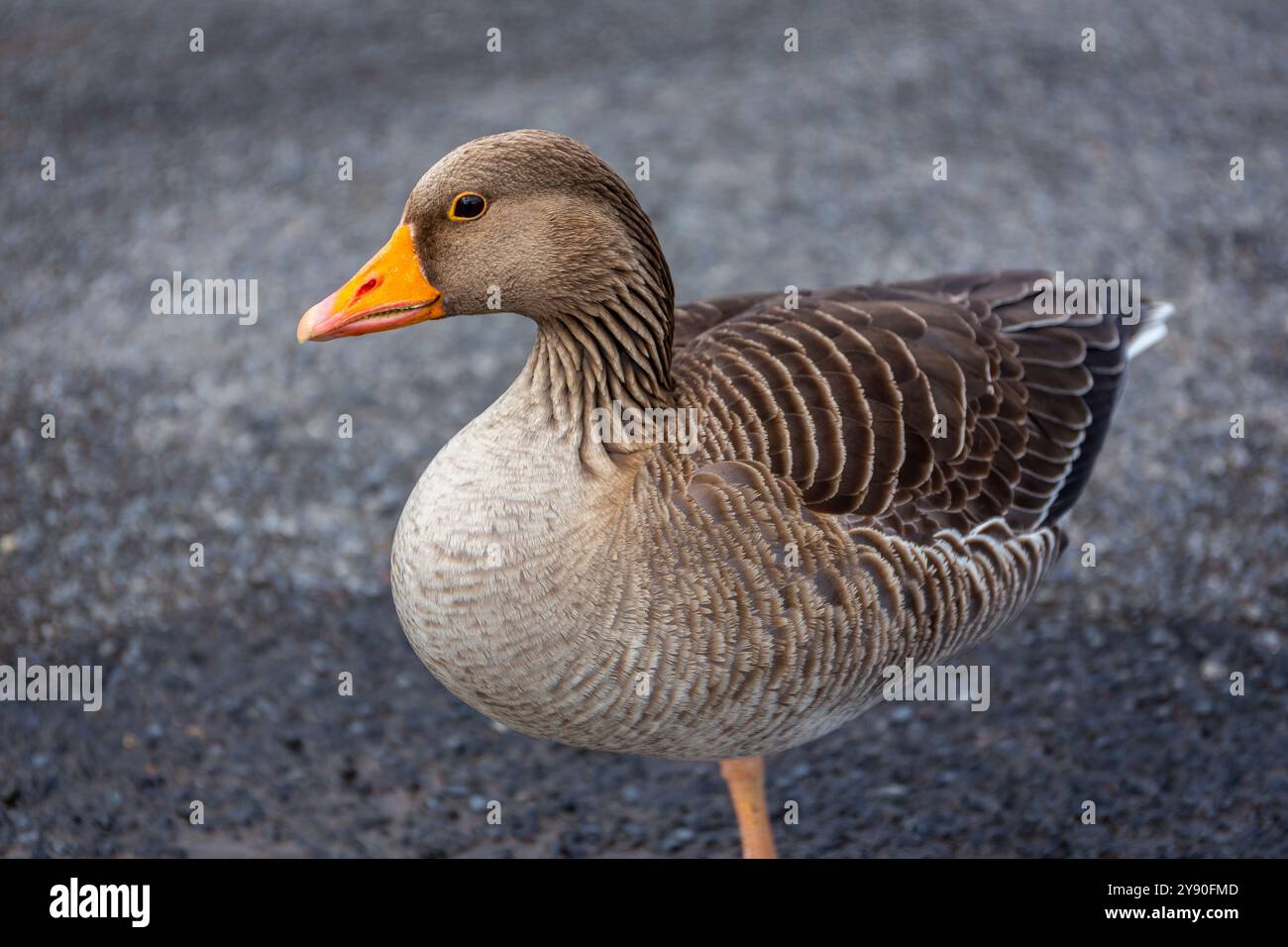 Uccello migratorio dell'oca Greylag (Anser anser) con piumaggio marrone e becco d'arancia, Islanda. Foto Stock