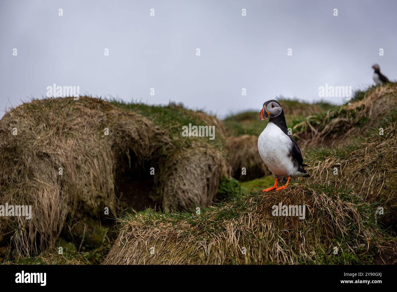 Puffin atlantica (Fratercula arctica, puffin comune) in piedi su scogliere rocciose e erbose del porto turistico di Hafnarholmi a Borgarfjordur Eystri, Islanda. Foto Stock