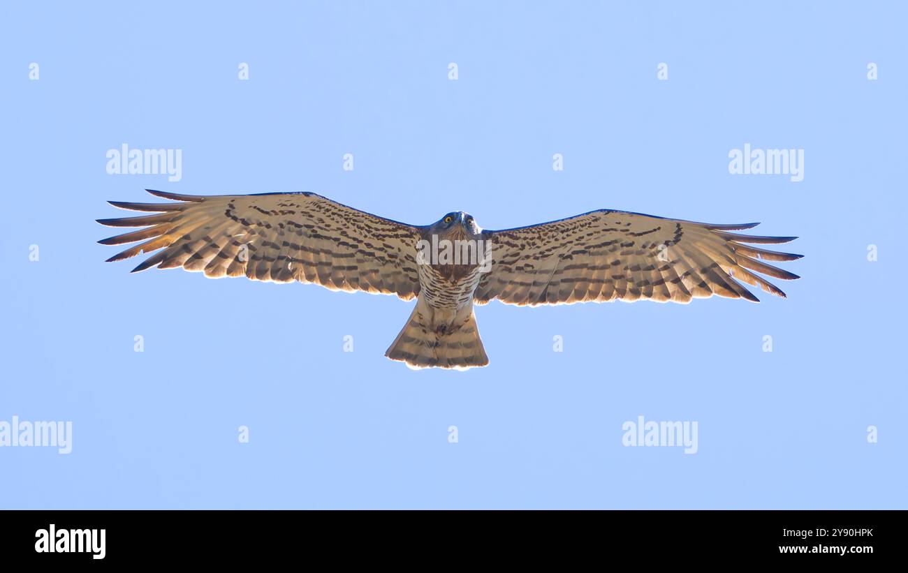 Un'aquila di serpente a punta corta, Circaetus gallicus, nota anche come aquila a punta corta, che si innalza in un cielo blu brillante. Foto Stock