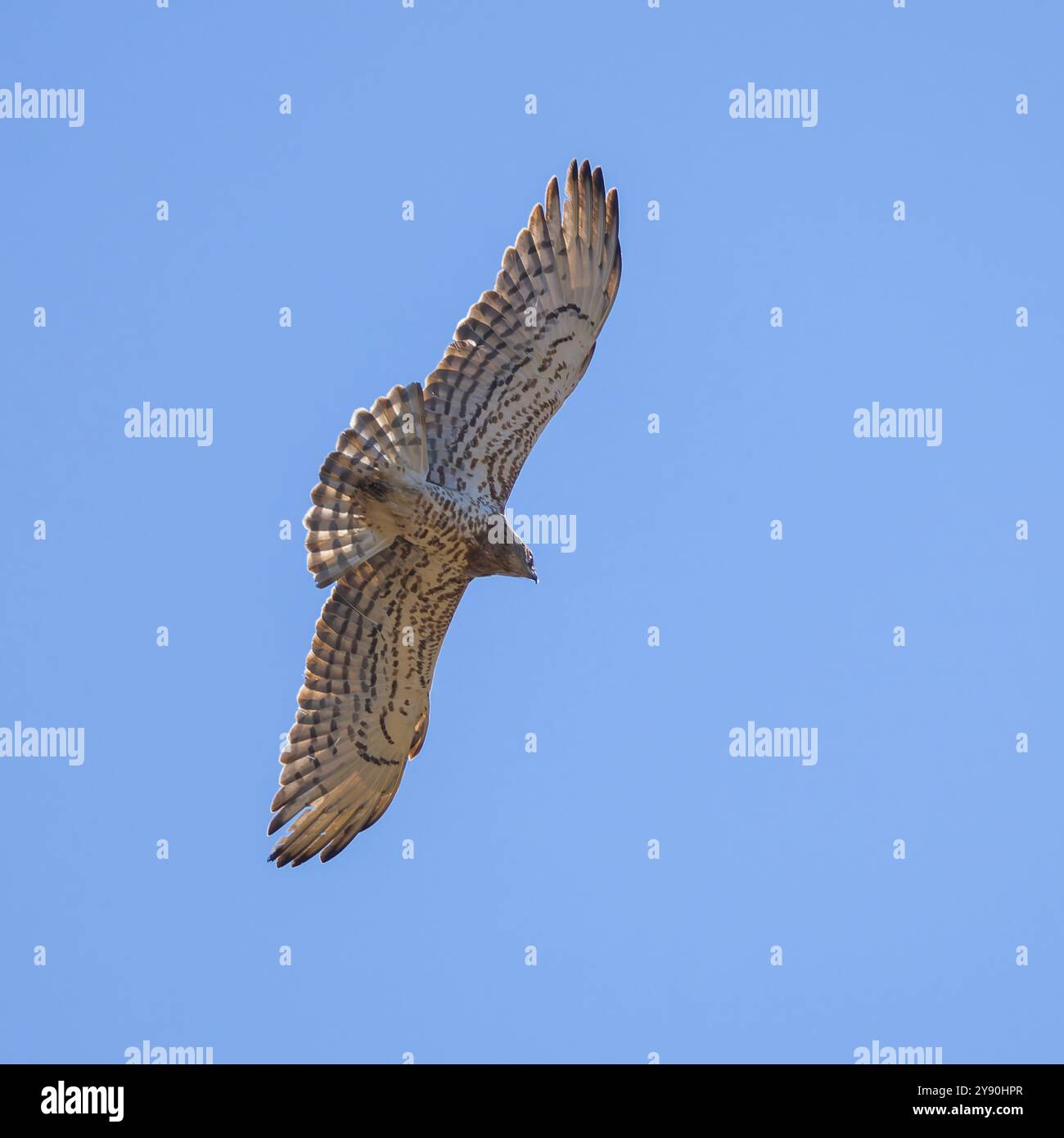Un'aquila di serpente a punta corta, Circaetus gallicus, nota anche come aquila a punta corta, che si innalza in un cielo blu brillante. Foto Stock