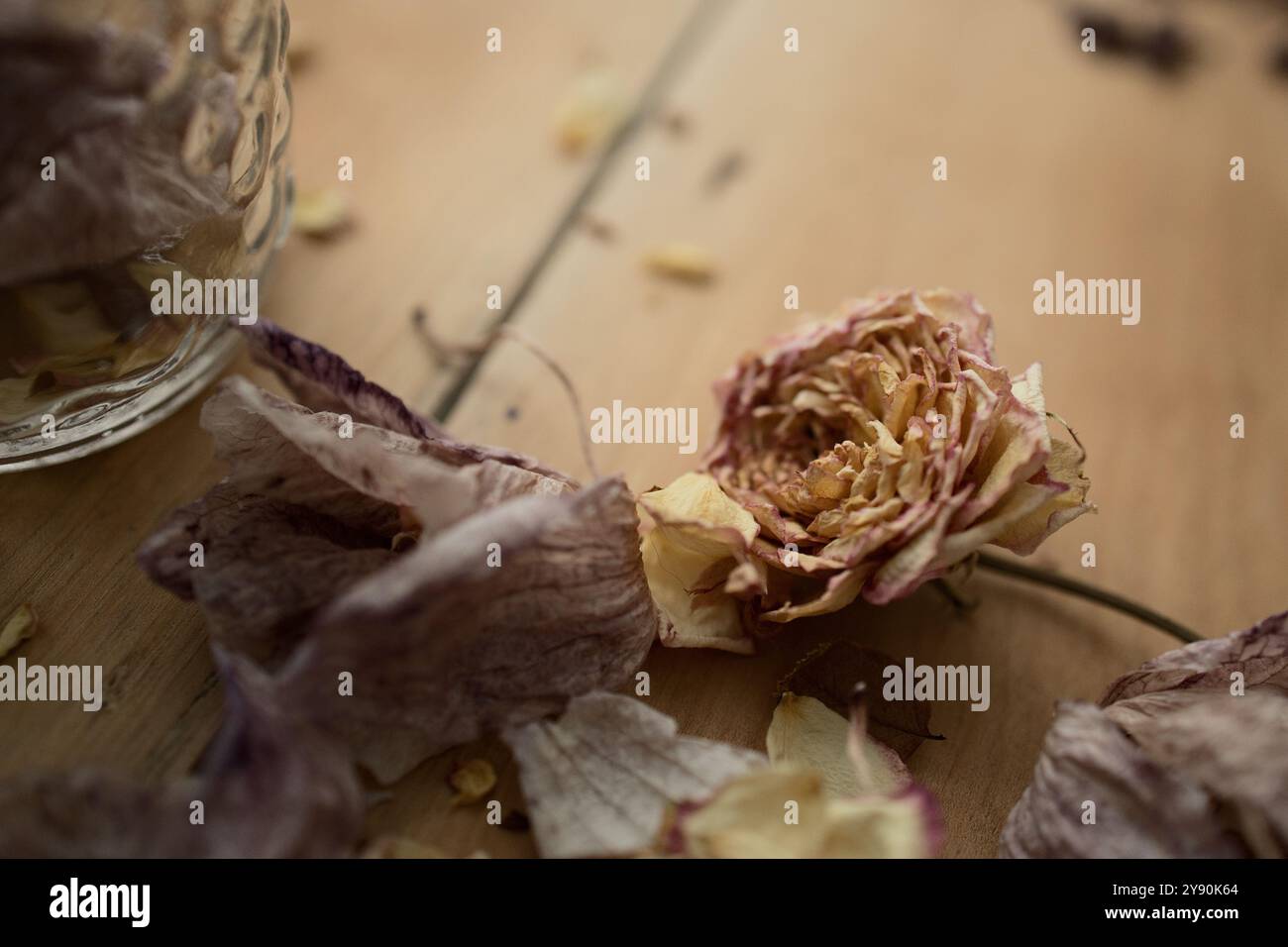 In questa scena autunnale, i fiori secchi riposano su uno sfondo rustico in legno per essere conservati in vasetti mason. I vasetti conserveranno i petali di rosa essiccati. Foto Stock