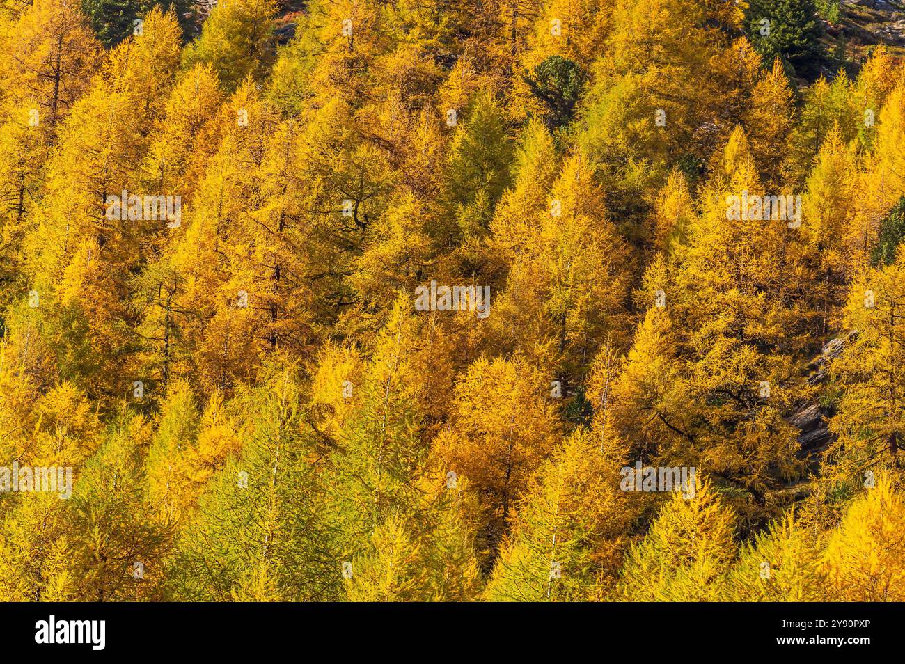 Paesaggio di pini gialli in autunno. Foto Stock