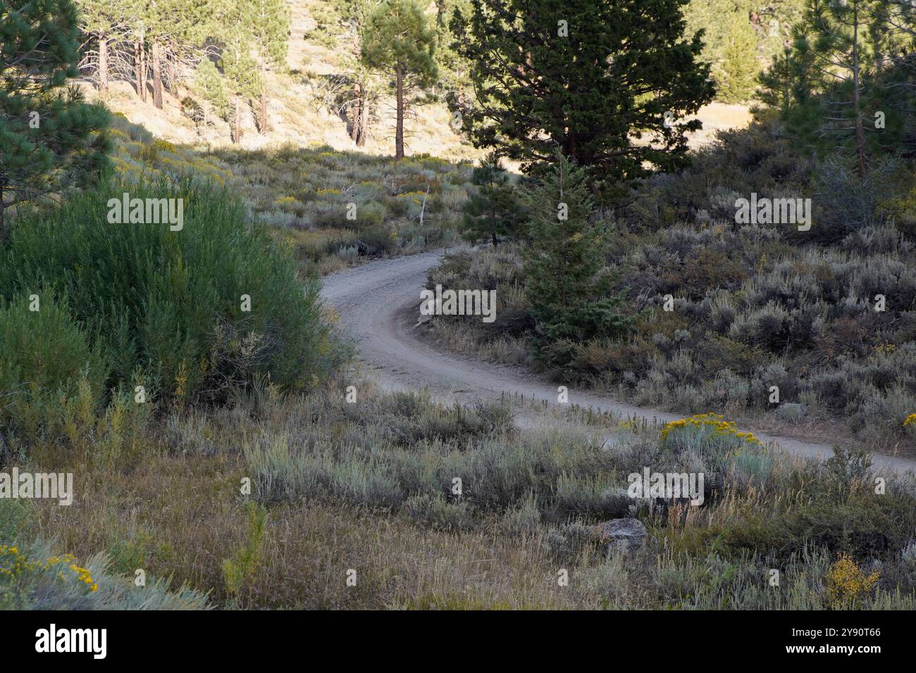 Piegati su una strada sterrata tra le montagne della Sierra Nevada della California. Foto Stock