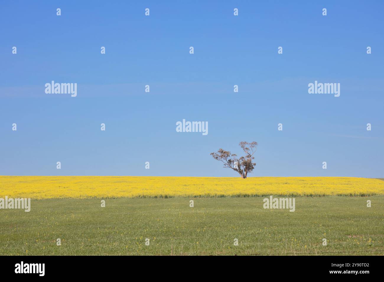 Singolo albero contro il contrasto tra il campo di canola giallo e il cielo blu Foto Stock