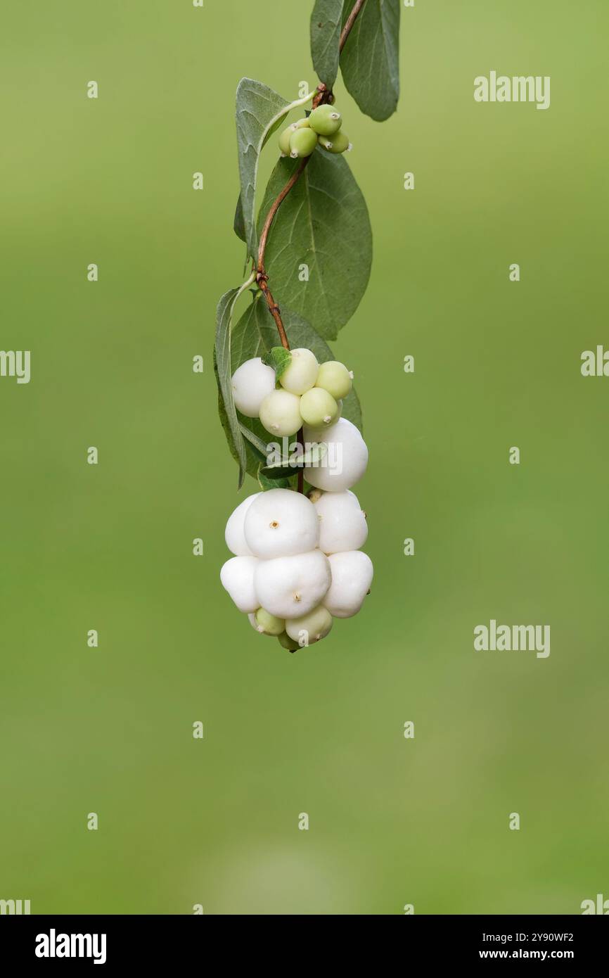 Symphoricarpos albus frutti maturi di un comune bosco di neve appeso su un ramo su uno sfondo verde sfocato in un parco in autunno Foto Stock