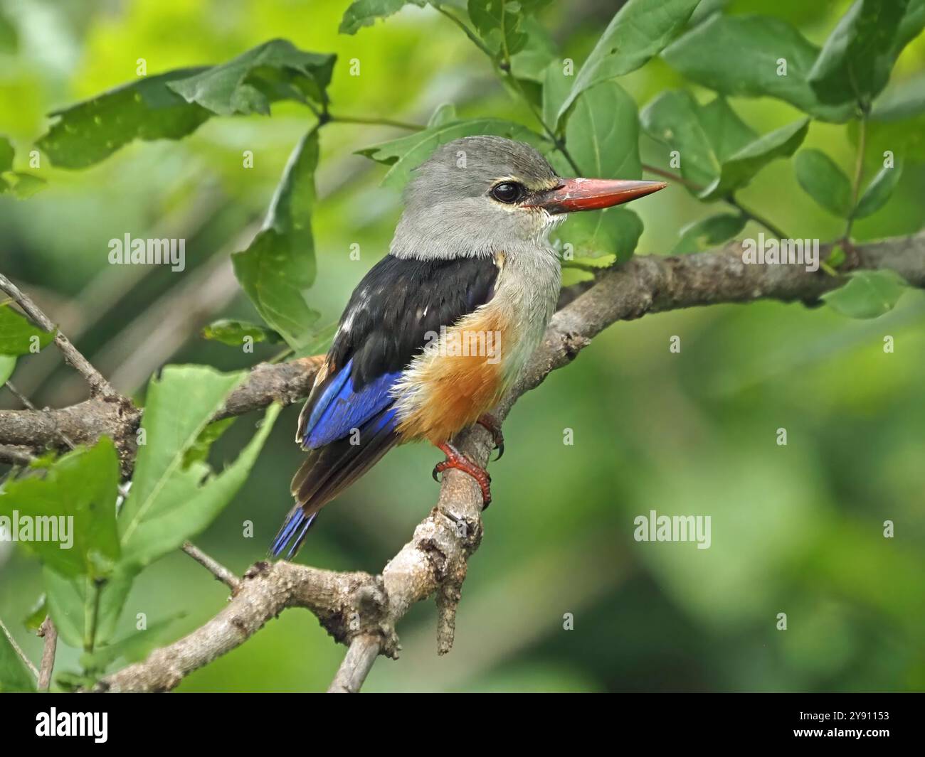 Kingfisher dalla testa grigia (Halcyon leucocephala) arroccato su un ramo in un fitto bosco - Ruaha National Park, Tanzania, Africa Foto Stock